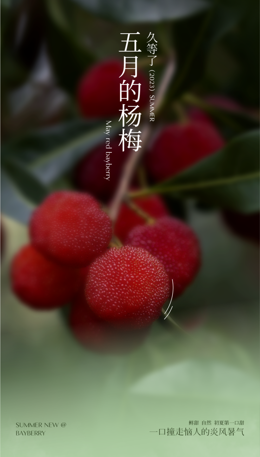 新品免费喝|一篓杨梅，兜住了这个夏天